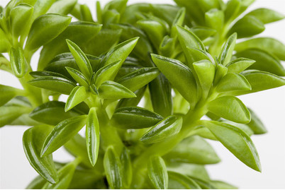 Image of Peperomie, Topfgrösse Ø12cm (Peperomia) bei JUMBO