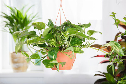 Image of Goldene Efeutute, Topfgrösse Ø15cm (Epipremnum aureum Ampel) bei JUMBO