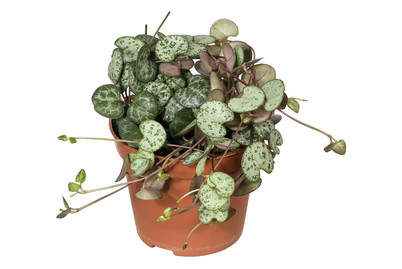 Image of Leuchterblume, Topfgrösse Ø8cm (Ceropegia) bei JUMBO