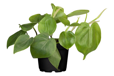Image of Philodendron, Topfgrösse Ø11cm (Philodendron scandens) bei JUMBO