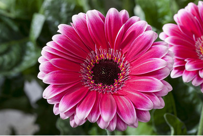 Image of Gerbera, Topfgrösse Ø12cm (Gerbera) bei JUMBO