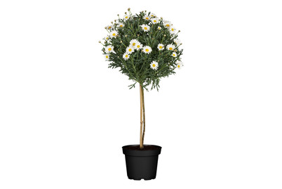 Image of Strauchmargerite(Argyranthemum frutescens, Stamm, weiss), Topfgrösse Ø18cm