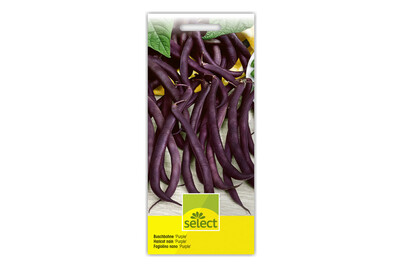 Image of Buschbohne Purple Duke bei JUMBO