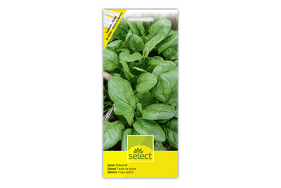 Image of Spinat Butterblatt Saatband bei JUMBO