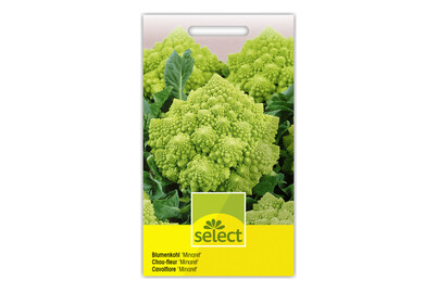 Image of Blumenkohl Minaret bei JUMBO