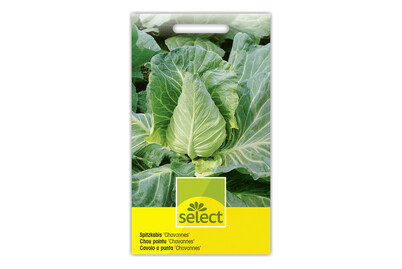 Image of Spitzkabis Chavannes bei JUMBO