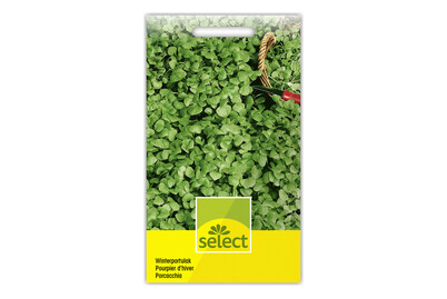 Image of Winterportulak bei JUMBO