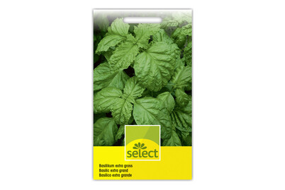 Image of Basilikum extra gross bei JUMBO