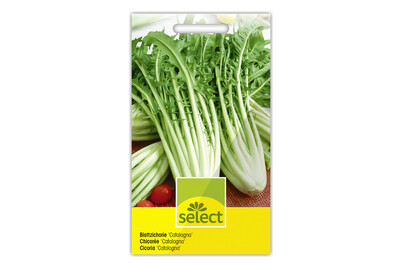 Image of Blattzichorie Catalogna bei JUMBO