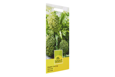 Image of Stengelkohl Cima di rapa bei JUMBO