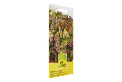 Image of Pflücksalat Winterlattughino bei JUMBO