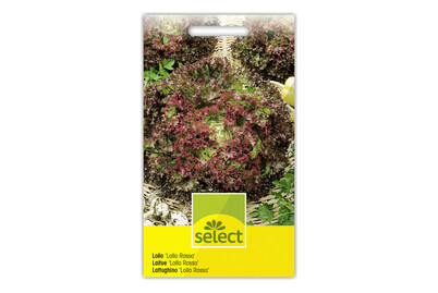 Image of Lollo Rossa bei JUMBO