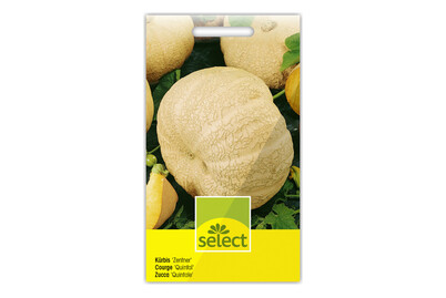 Image of Kürbis Zentner bei JUMBO