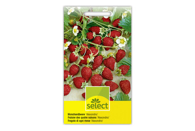 Image of Select Monats Erdbeere Alexandria bei JUMBO