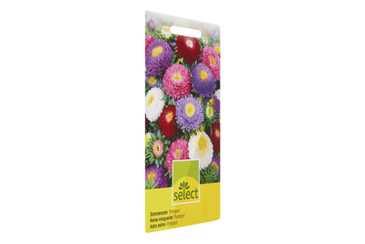 Image of Sommeraster Pompon Mischung bei JUMBO