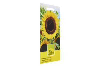 Image of Sonnenblume Schnittwunder bei JUMBO