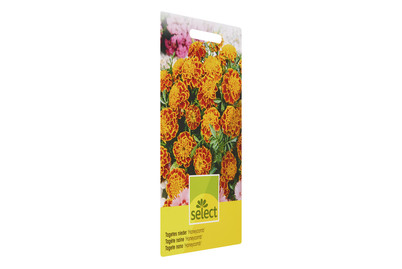 Image of Sammetblume Honeycomb bei JUMBO