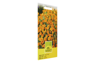 Image of Sammetblume Zwerg Orange bei JUMBO