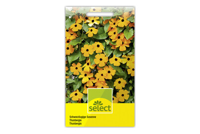 Image of Schwarzäugige Susanne bei JUMBO