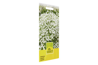 Image of Gypsophila weiss mehrjährig bei JUMBO