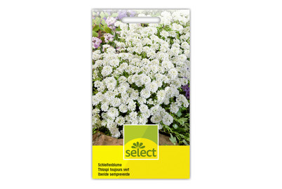 Image of Iberis sempervirens weiss bei JUMBO