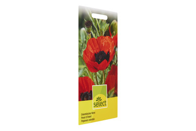 Image of Papaver orientale grossblum. bei JUMBO