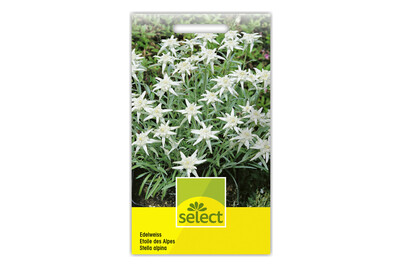 Image of Edelweiss Leontopodium bei JUMBO