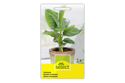 Image of Zierbanane bei JUMBO
