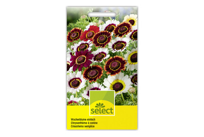 Image of Wucherblume Mischung bei JUMBO