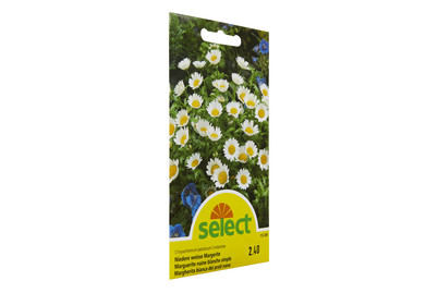 Image of Margerite weiss bei JUMBO