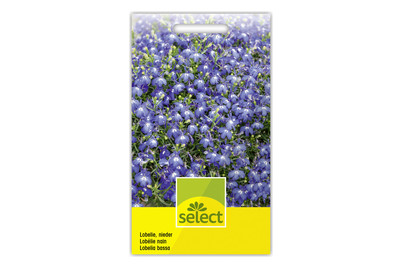 Image of Männertreu Lobelie tiefblau bei JUMBO