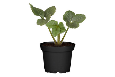 Image of Erdbeere 'Mara de Bois' (Fragaria x ananassa 'Mara de Bois'), 6er Schale bei JUMBO