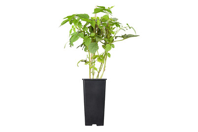Image of Himbeere 'Willamette' (Rubus idaeus 'Willamette'), Topfgrösse Ø 17cm bei JUMBO