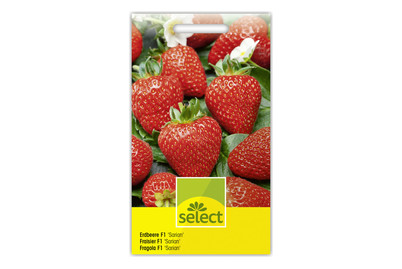 Image of Erdbeere Sarian bei JUMBO