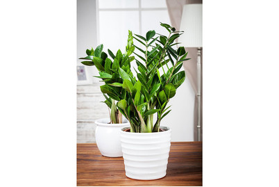 Image of Glücksfeder, Topfgrösse Ø17cm (Zamioculcas zamiifolia) bei JUMBO