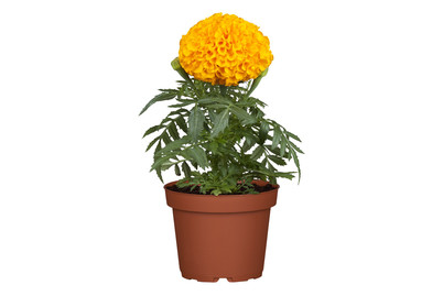 Image of Grossblütige Studentenblume (Tagetes patula, grossblütig), Topfgrösse Ø12cm bei JUMBO