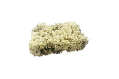 Image of Islandmoos trocken bei JUMBO