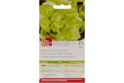 Image of ProSpecieRara Bio Kopfsalat Gloire de Nantes bei JUMBO