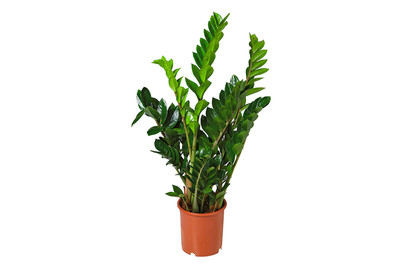 Image of Glücksfeder, Topfgrösse Ø21cm (Zamioculcas zamiifolia) bei JUMBO