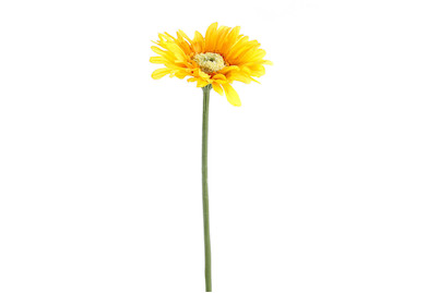 Image of Gerbera 50 cm gelb bei JUMBO