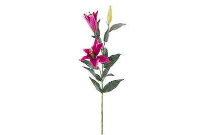 Image of Lilium 80 cm pink