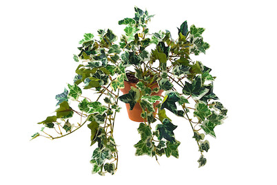 Image of Hedera 50 cm grün weiss bei JUMBO