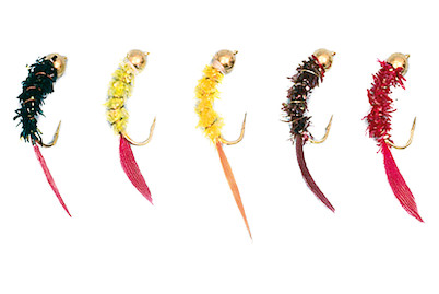 Image of Felchenhegene Goldhead F bei JUMBO