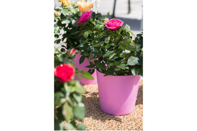 Image of Topfrose, Topfgrösse Ø10.5cm (Topfrose) bei JUMBO