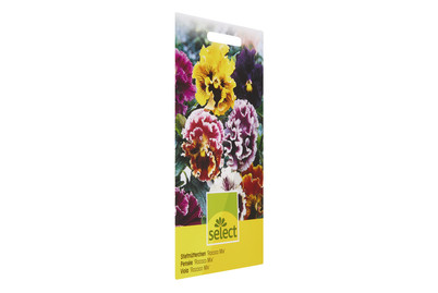 Image of Viola wittrockiana Chalon Mix bei JUMBO