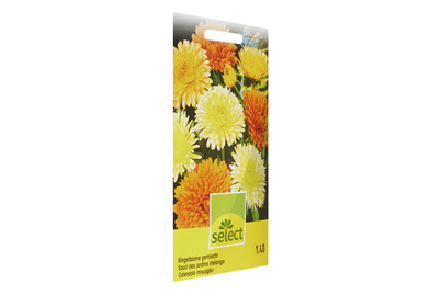 Image of Calendula Ringelblume gefüllt bei JUMBO