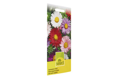 Image of Einfache Sommeraster bei JUMBO