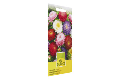 Image of Sommeraster Prinzess Mischung bei JUMBO
