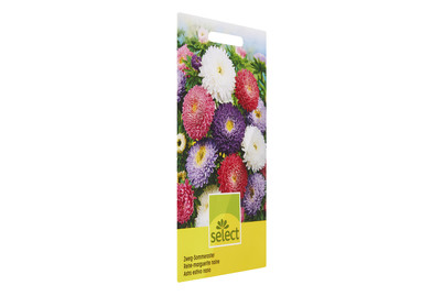 Image of Sommeraster Zwerg Mischung bei JUMBO