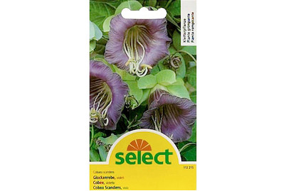 Image of Glockenrebe violett bei JUMBO